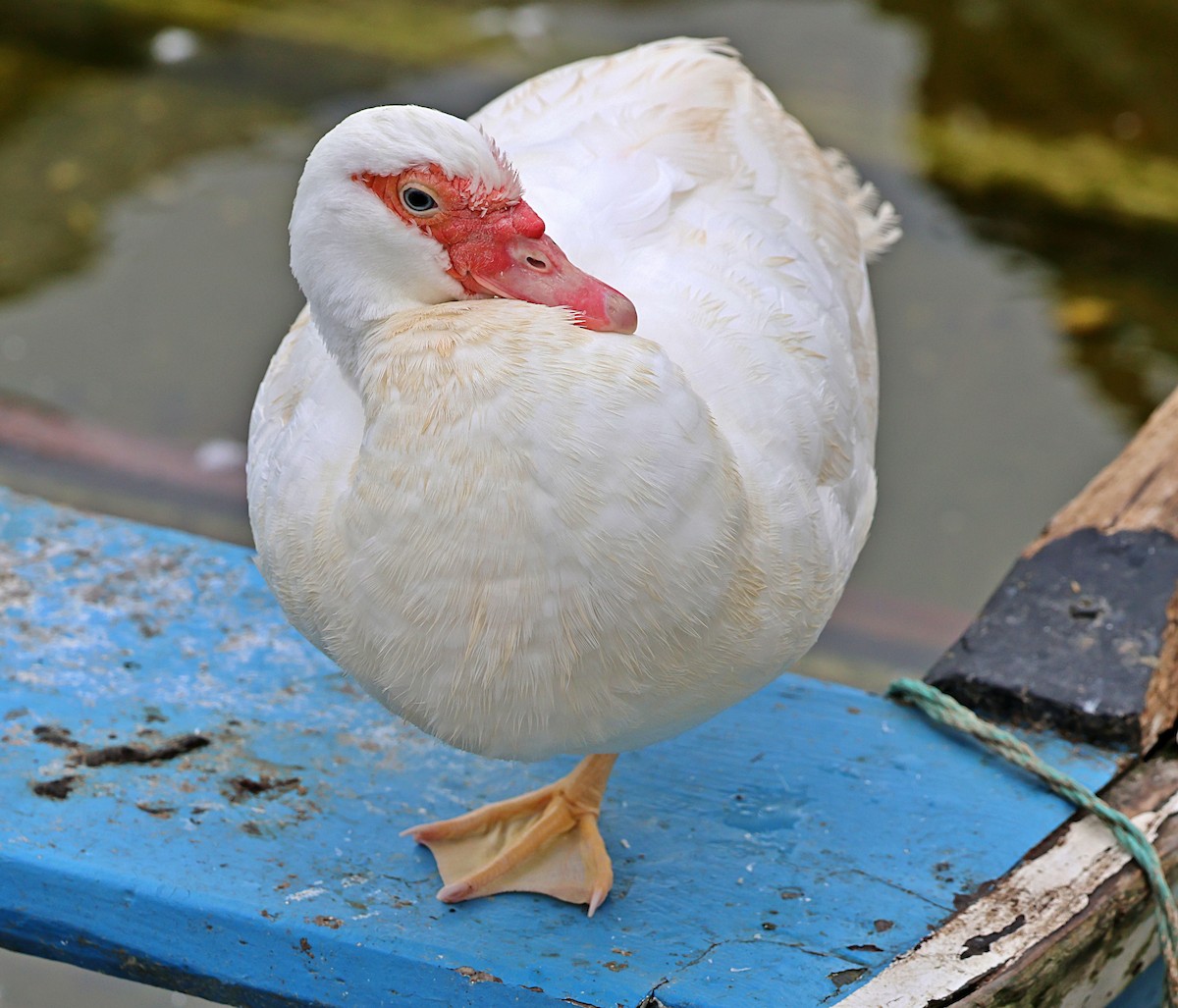 Muscovy Duck (Domestic type) - ML638845510