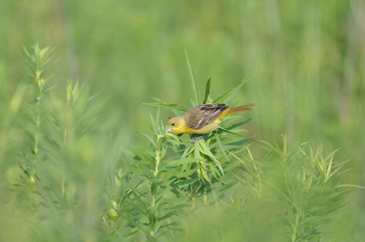 Orchard Oriole - ML638845527