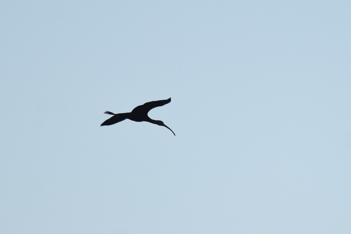 hvitgrimeibis - ML638845560