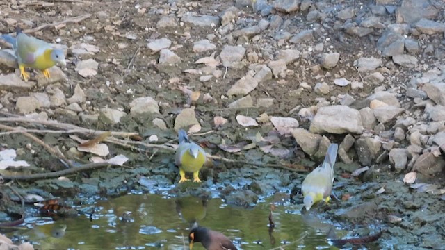 Yellow-footed Green-Pigeon - ML638845586
