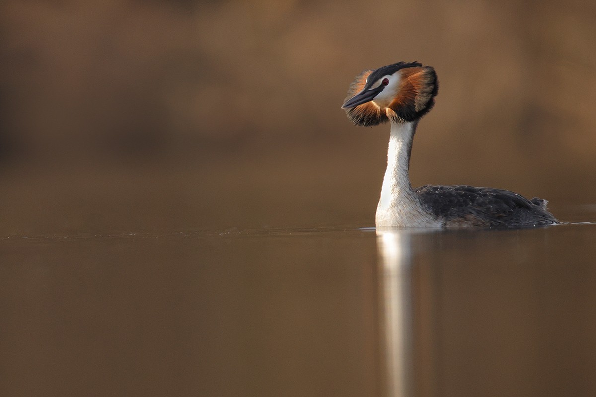 potápka roháč - ML638845598