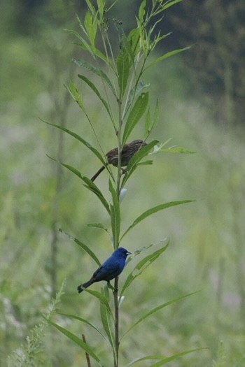 Indigo Bunting - ML638845649