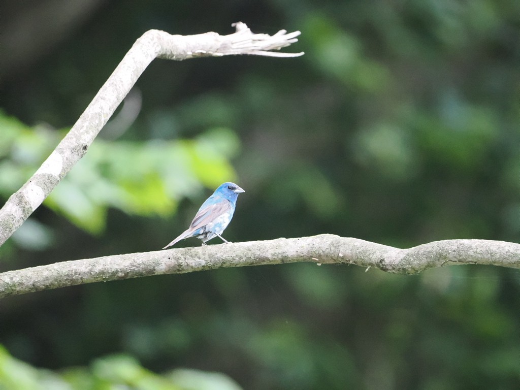 Indigo Bunting - ML638845650