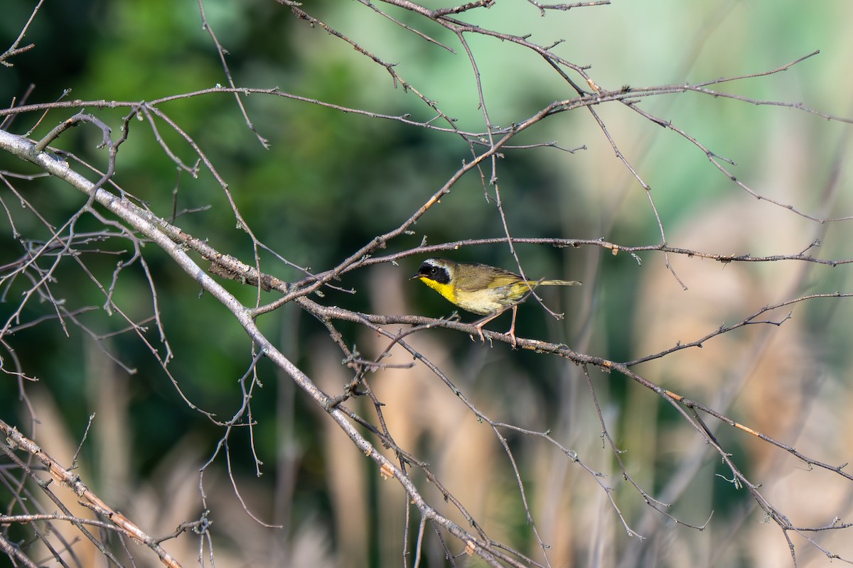Common Yellowthroat - ML638845753