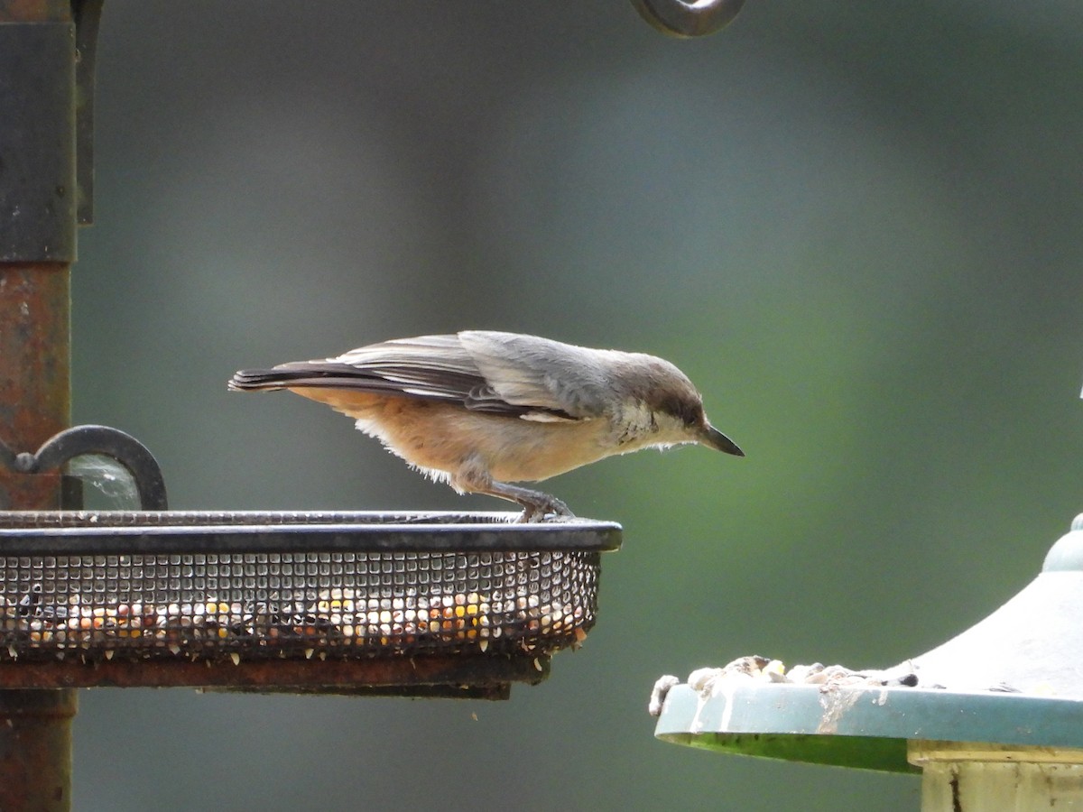 Brown-headed Nuthatch - ML638845819