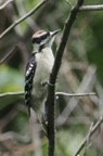 Downy/Hairy Woodpecker - ML638845839