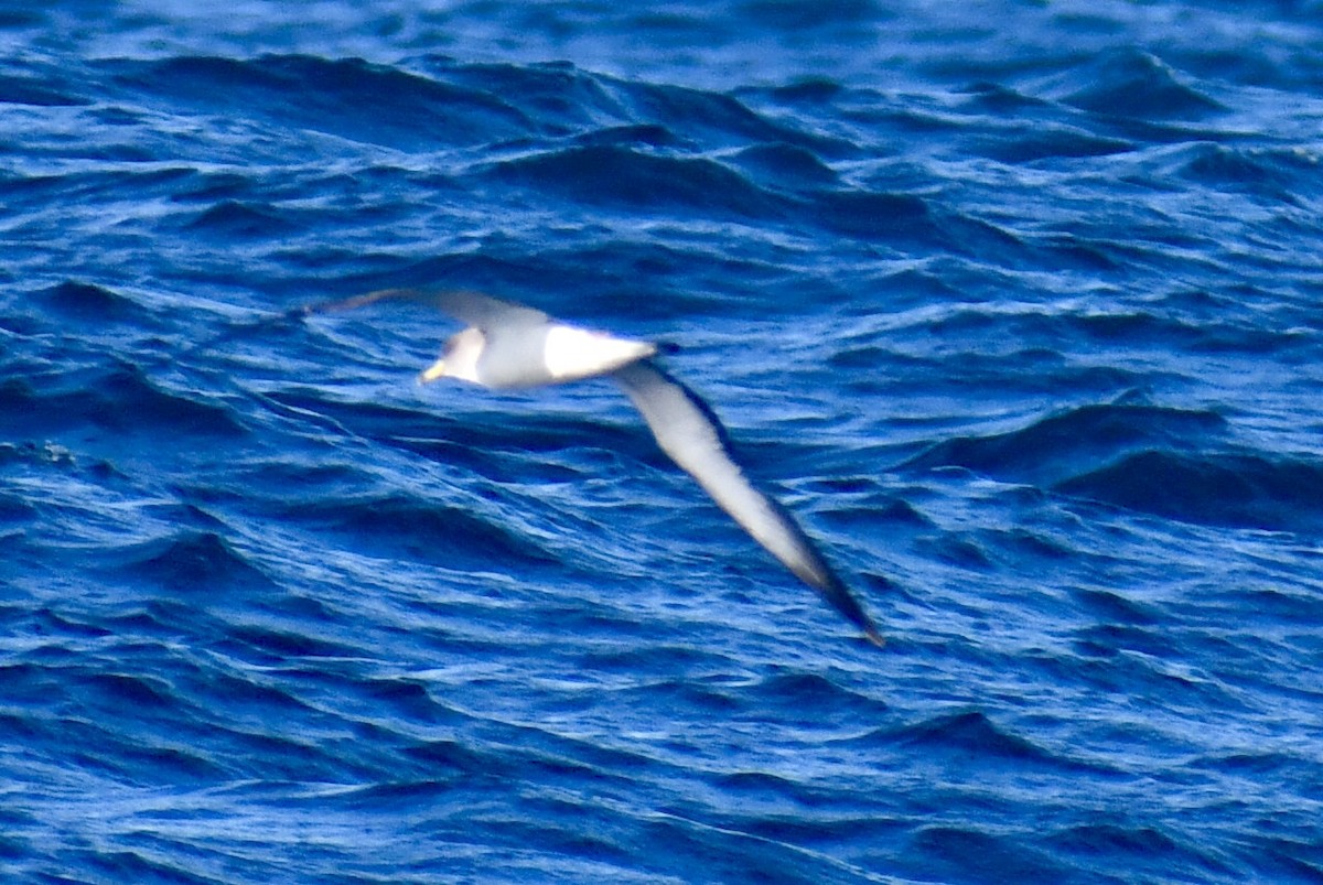 Scopoli's Shearwater - ML638845875