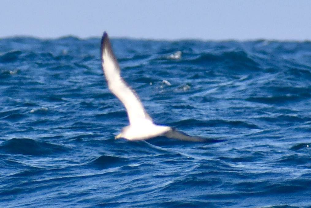 Scopoli's Shearwater - ML638845880