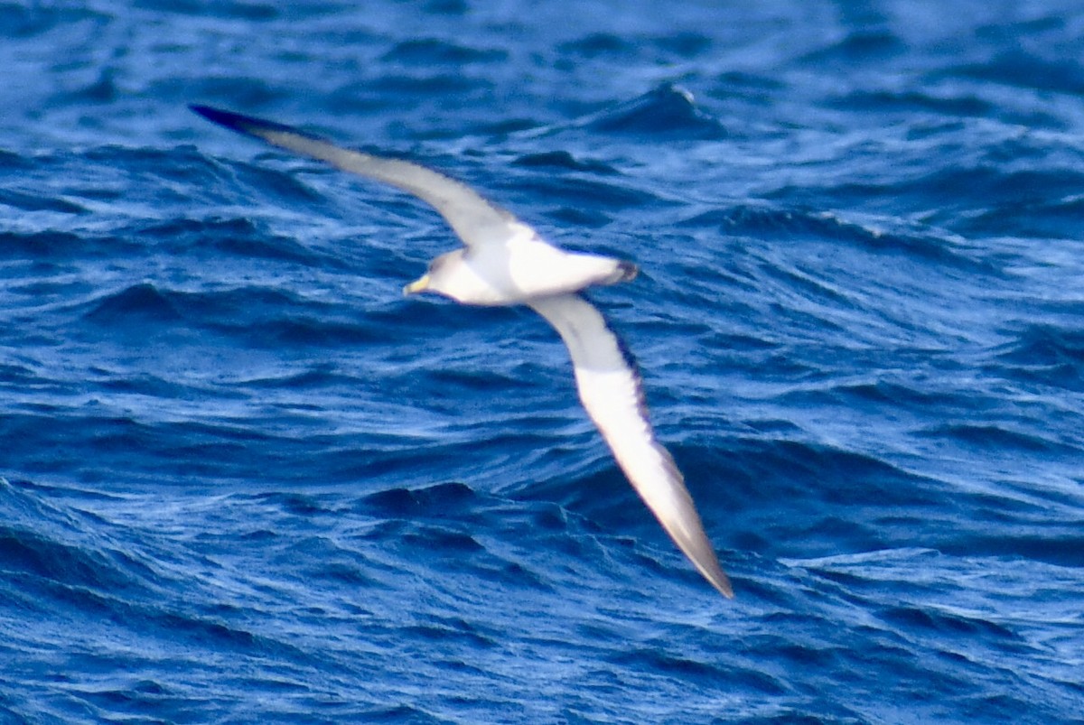 Scopoli's Shearwater - ML638845882