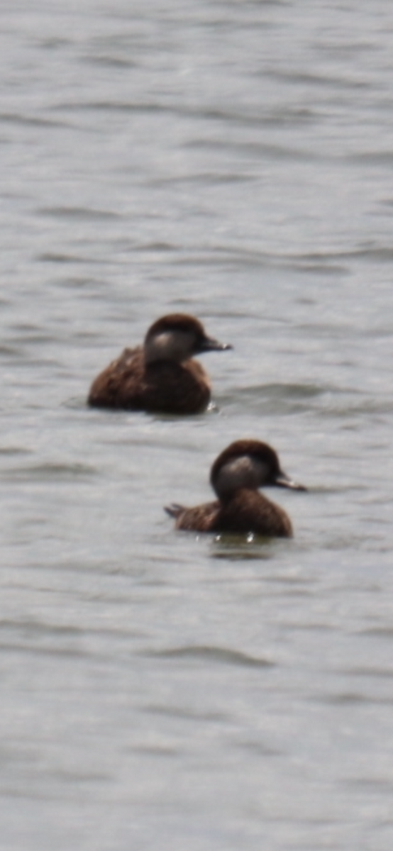 Black Scoter - ML638845909