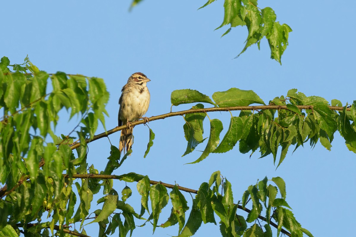 Lark Sparrow - ML638845945