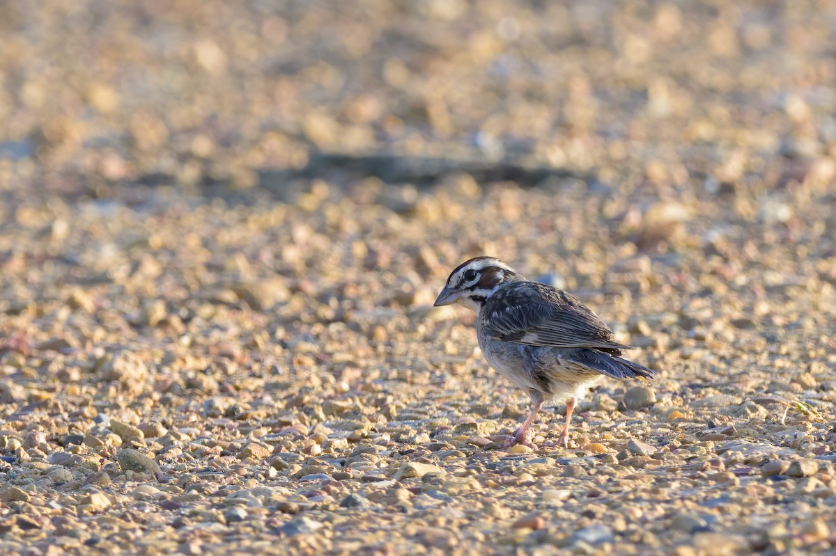 Lark Sparrow - ML638845974