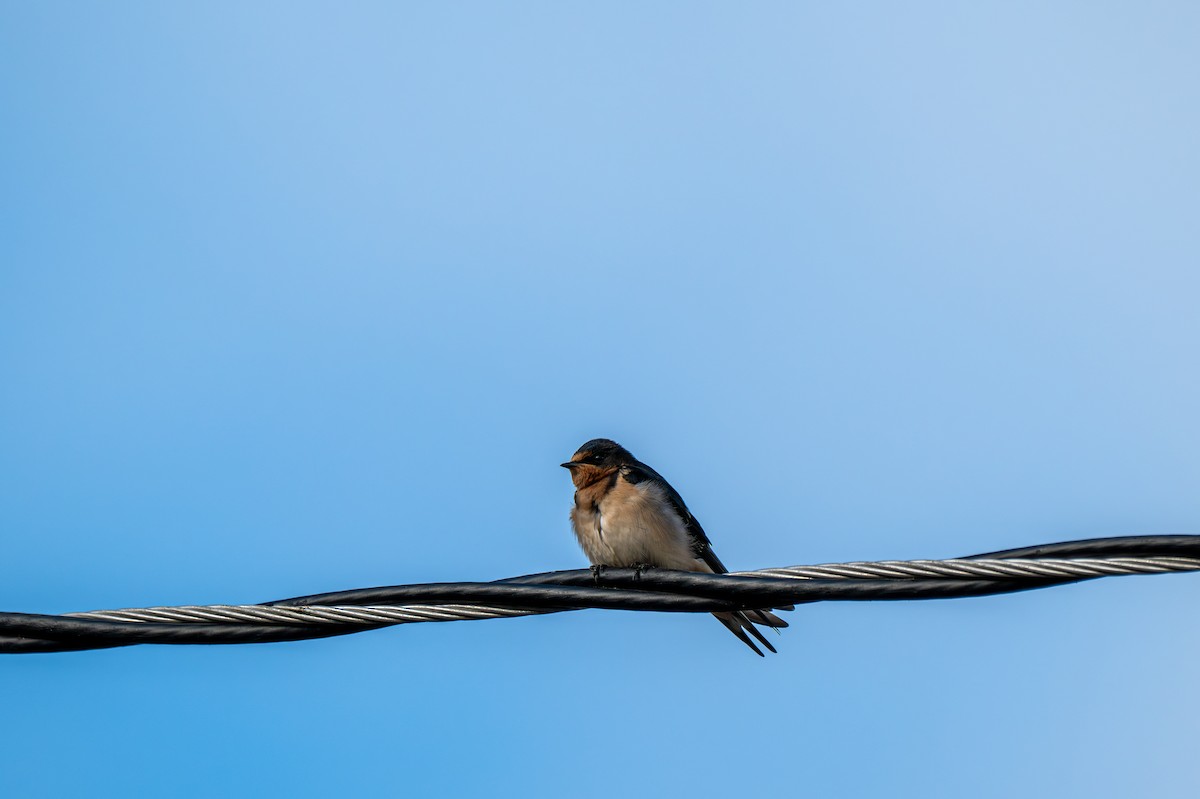 Barn Swallow (American) - ML638846009