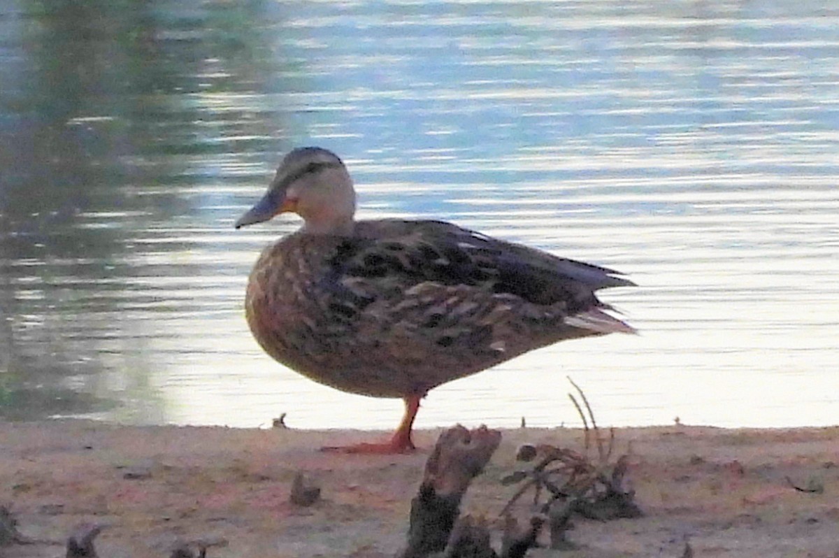 Mexican Duck - ML638846015