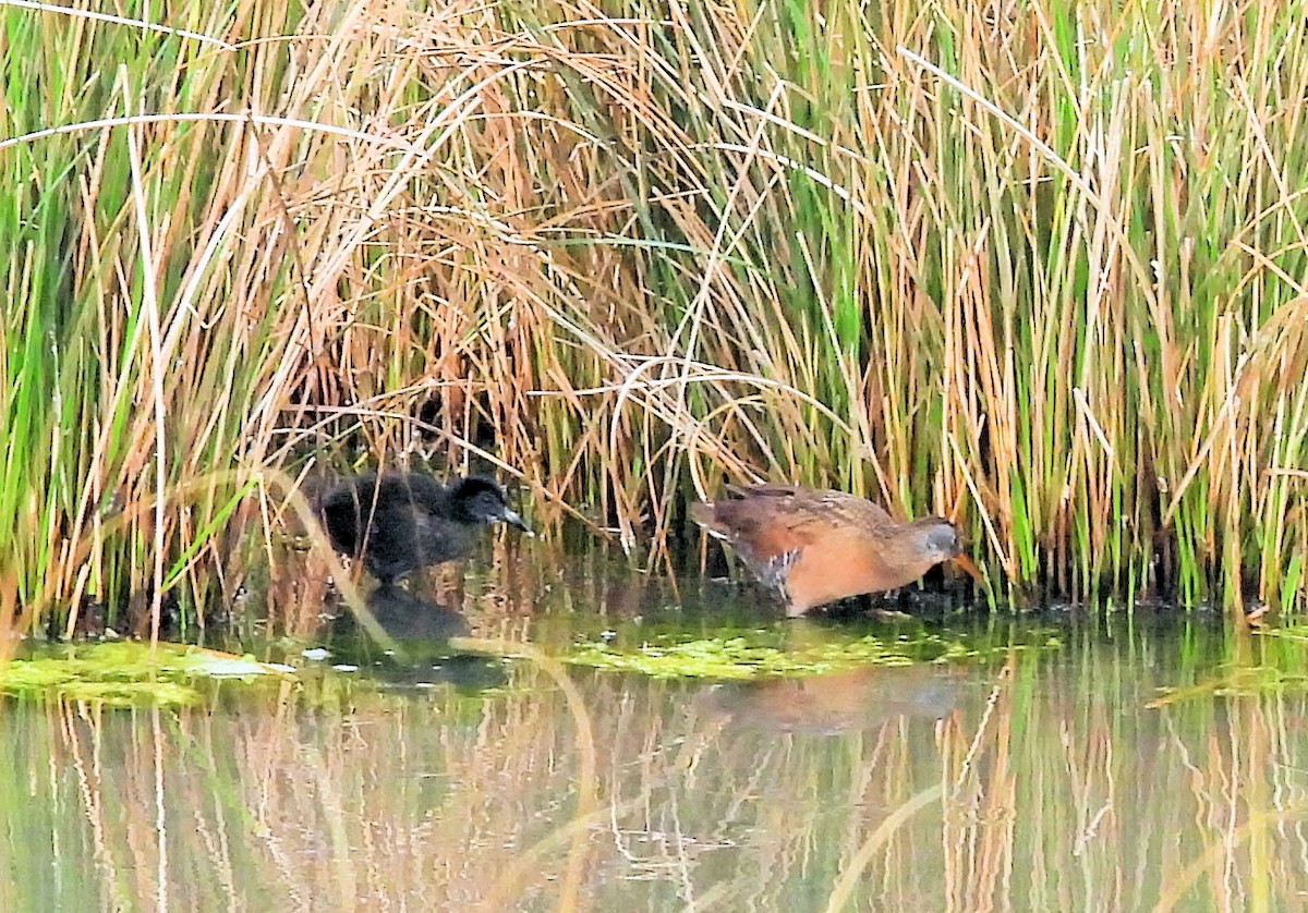 Virginia Rail - ML638846100