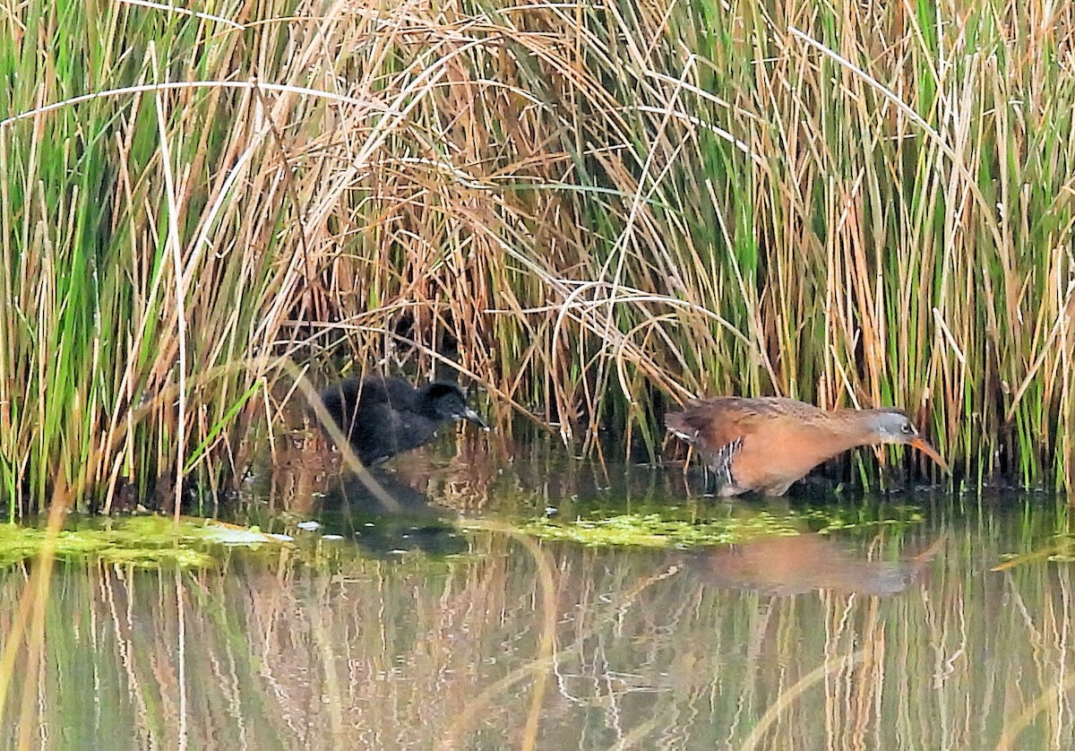 Virginia Rail - ML638846101