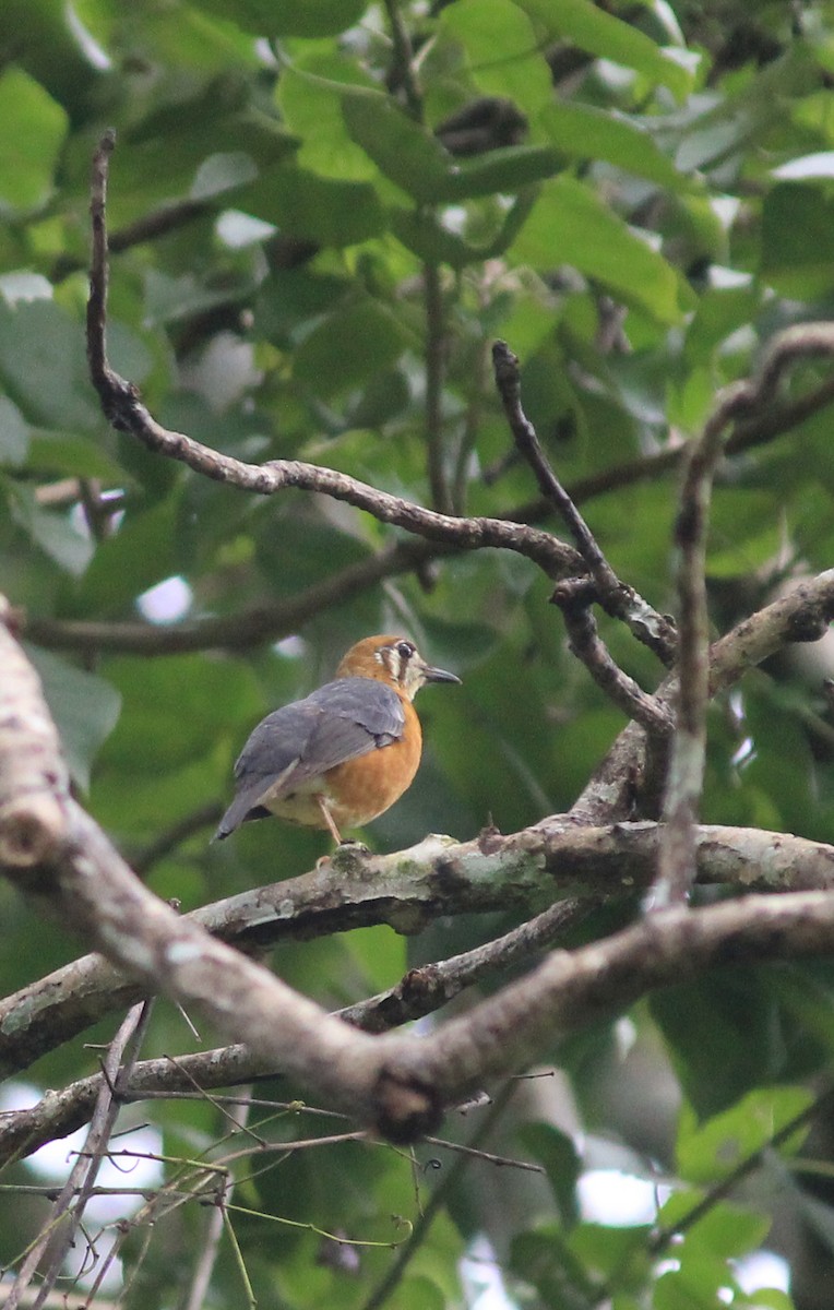 Orange-headed Thrush - ML638846105
