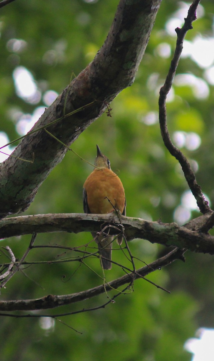 Orange-headed Thrush - ML638846106