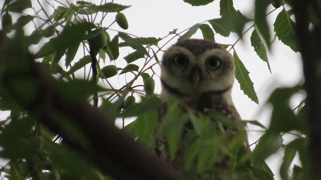 Spotted Owlet - ML638846129