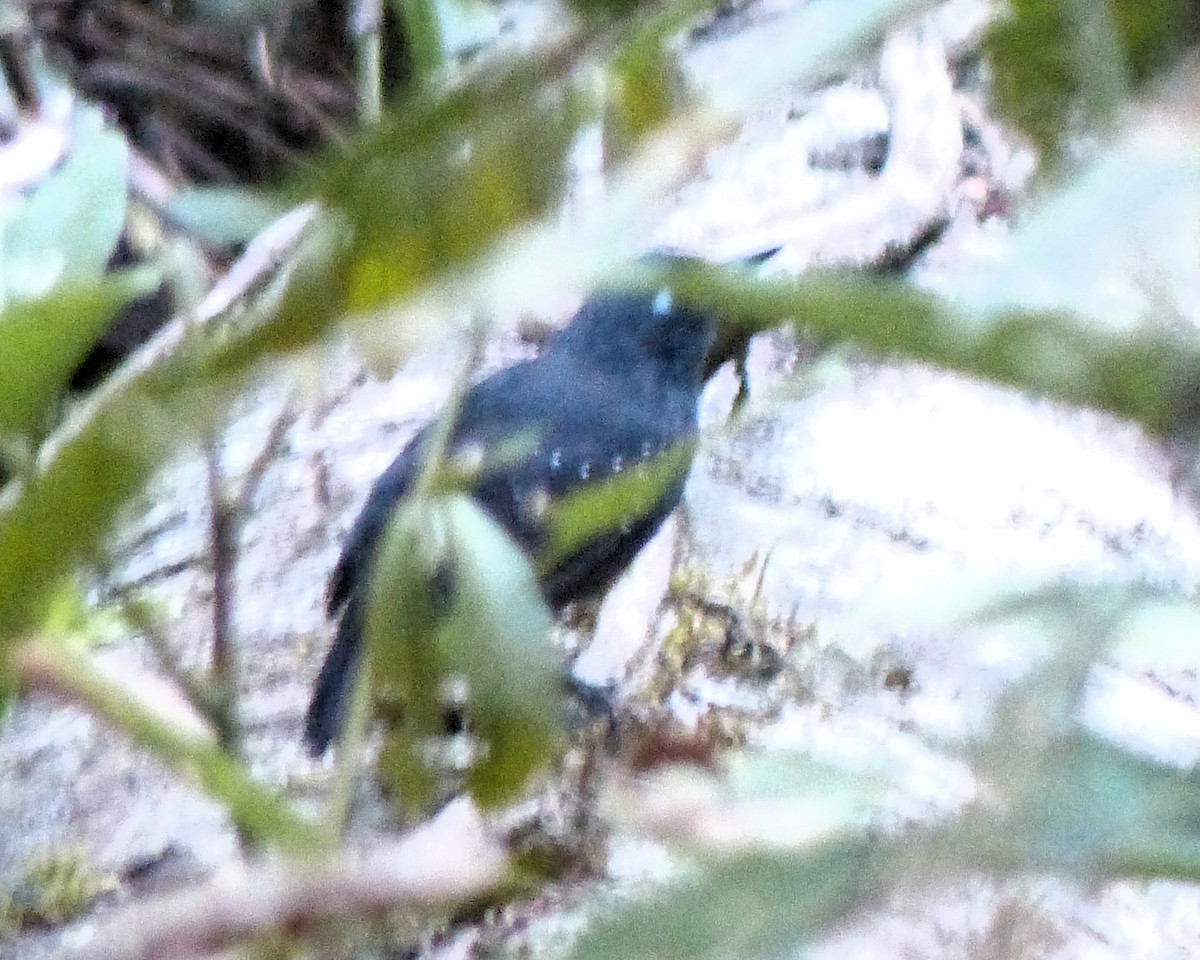 Bleigrau-Ameisenvogel - ML638846150
