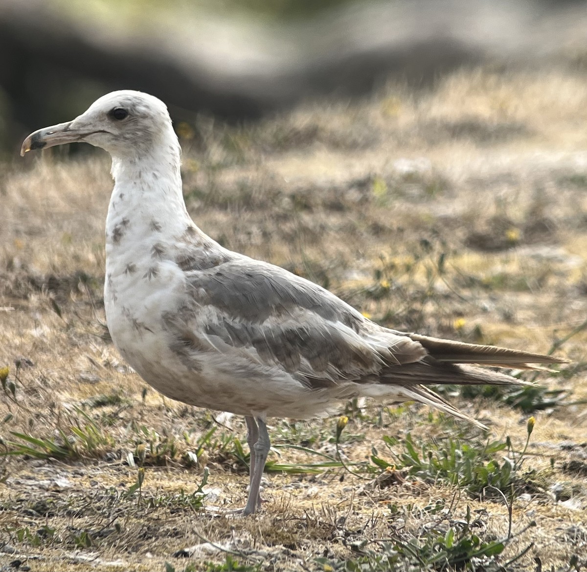 racek jezerní - ML638846159