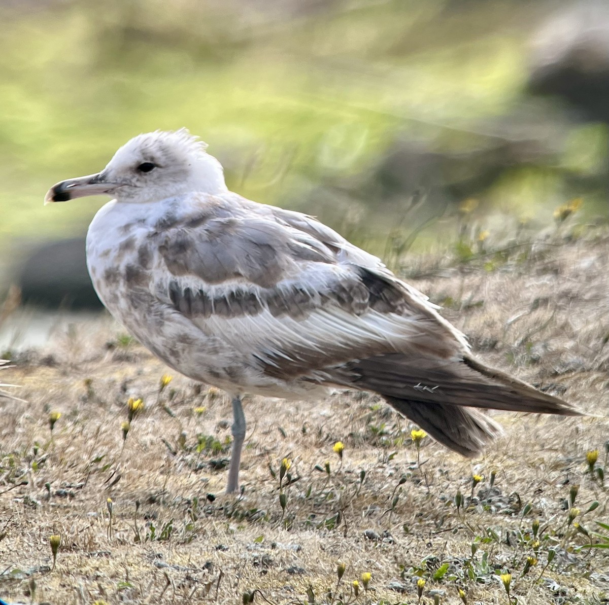 racek jezerní - ML638846160