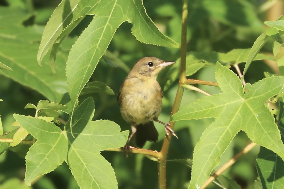 Common Yellowthroat - ML638846211
