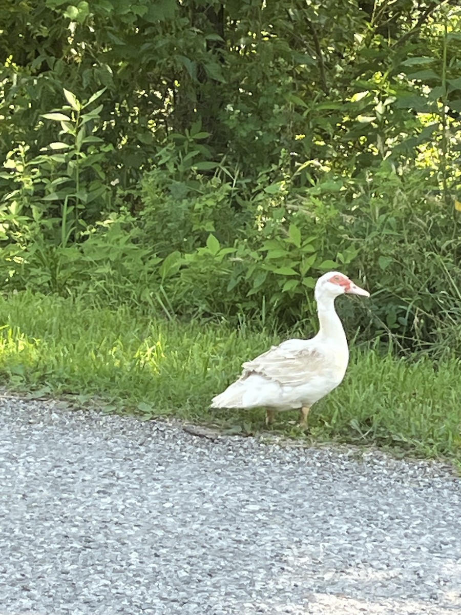 Muscovy Duck (Domestic type) - ML638846232