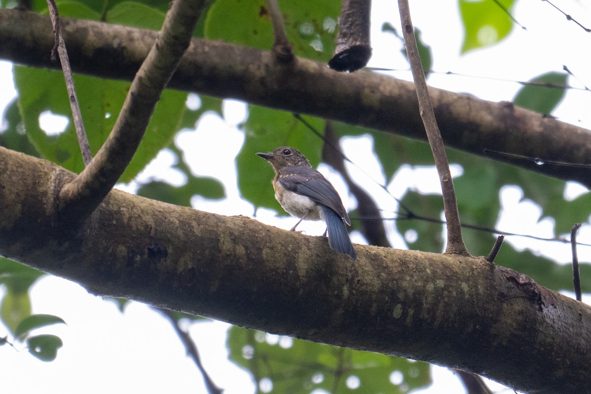 Tickell's Blue Flycatcher - ML638846269