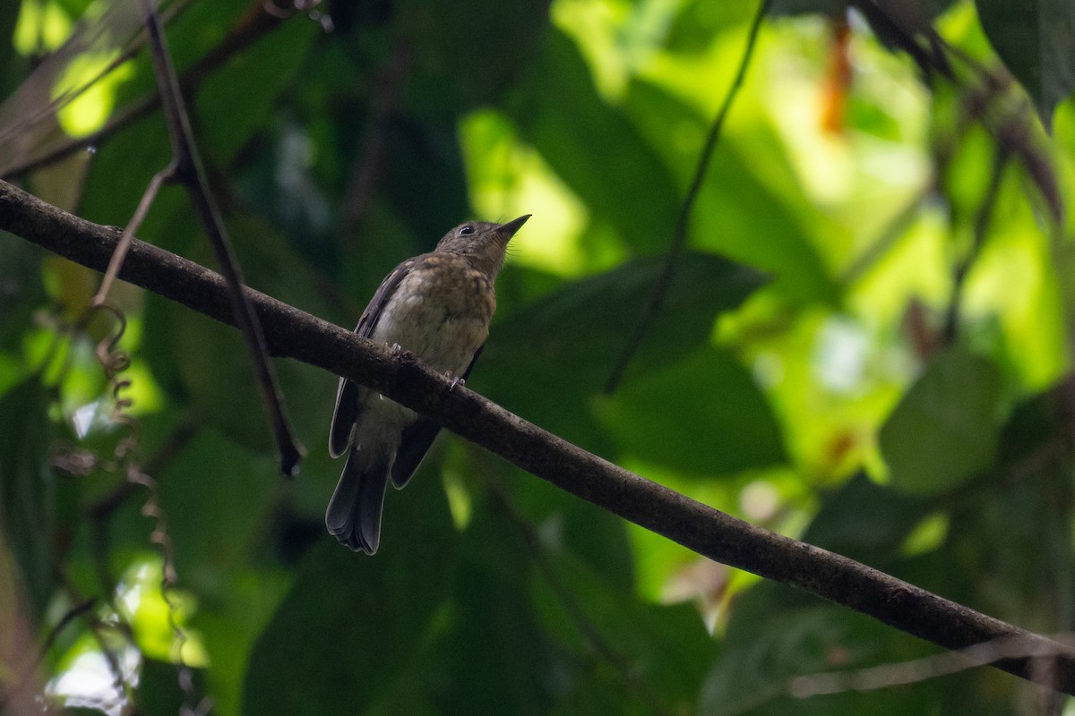 Tickell's Blue Flycatcher - ML638846270