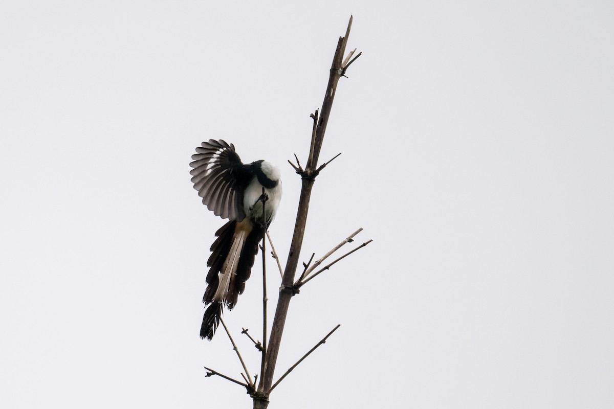White-bellied Treepie - ML638846288