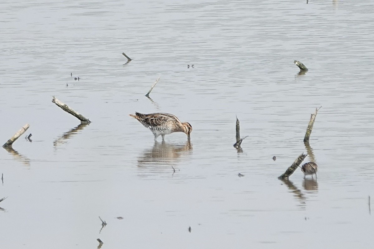 Wilson's Snipe - ML638846307