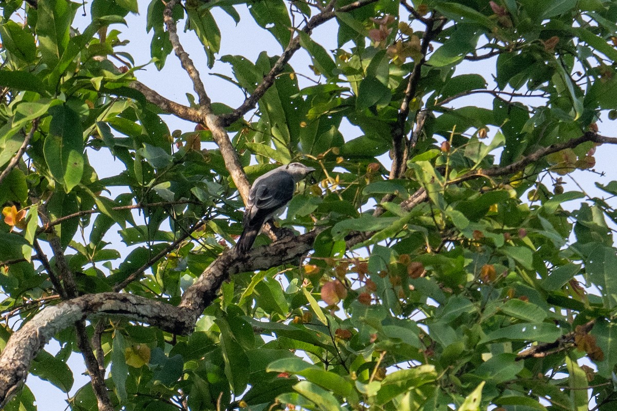 Indian Cuckooshrike - ML638846326
