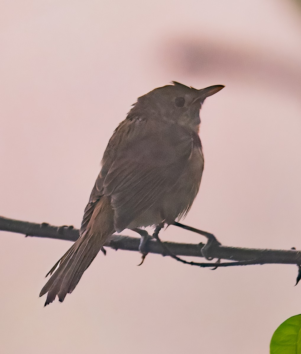Thick-billed Warbler - ML638846346