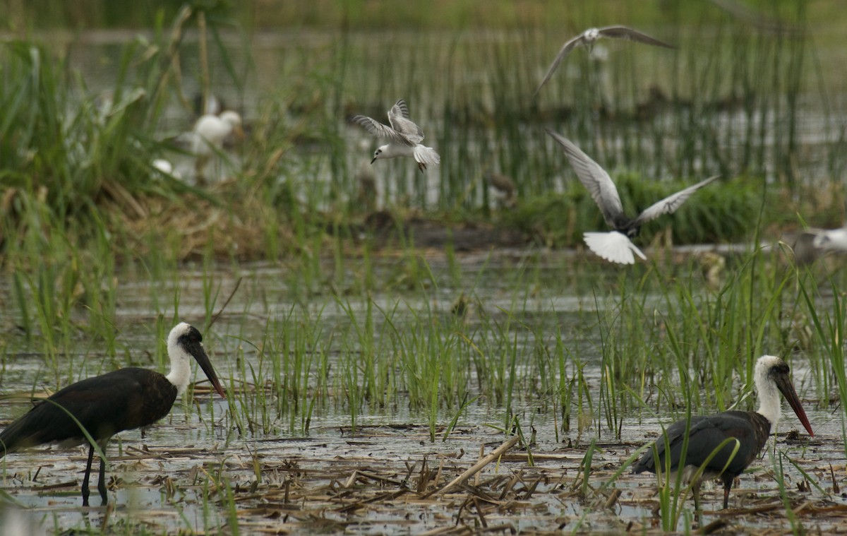 African Woolly-necked Stork - ML638846364