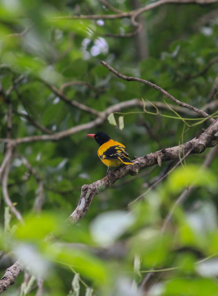 Black-hooded Oriole - ML638846377