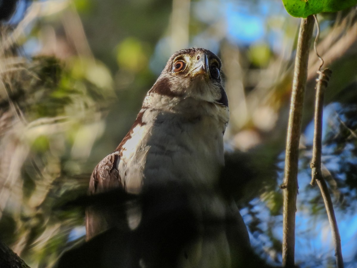 Collared Forest-Falcon - ML638846378