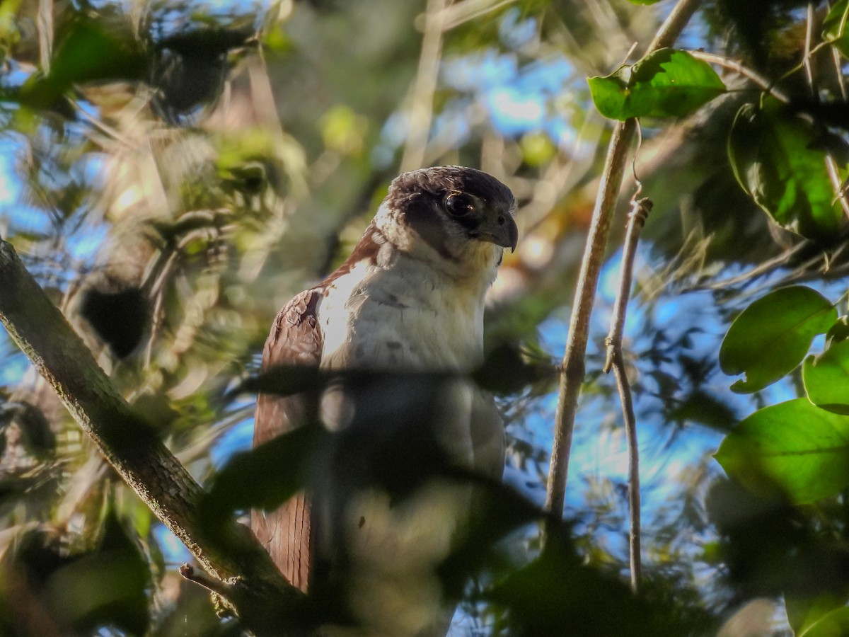 Collared Forest-Falcon - ML638846380