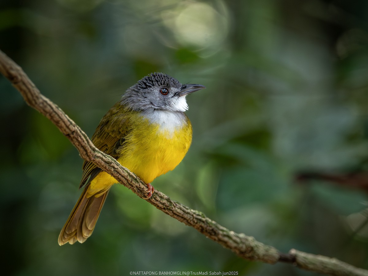 Yellow-bellied Bulbul - ML638846469