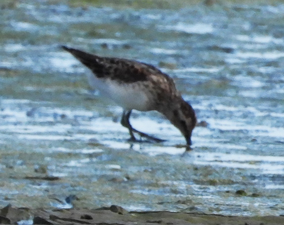 tanımsız küçük kumkuşu (Calidris sp.) - ML638846596