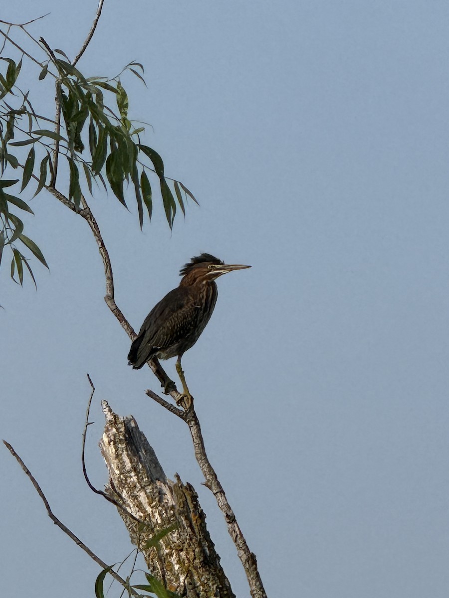 Green Heron - ML638846792