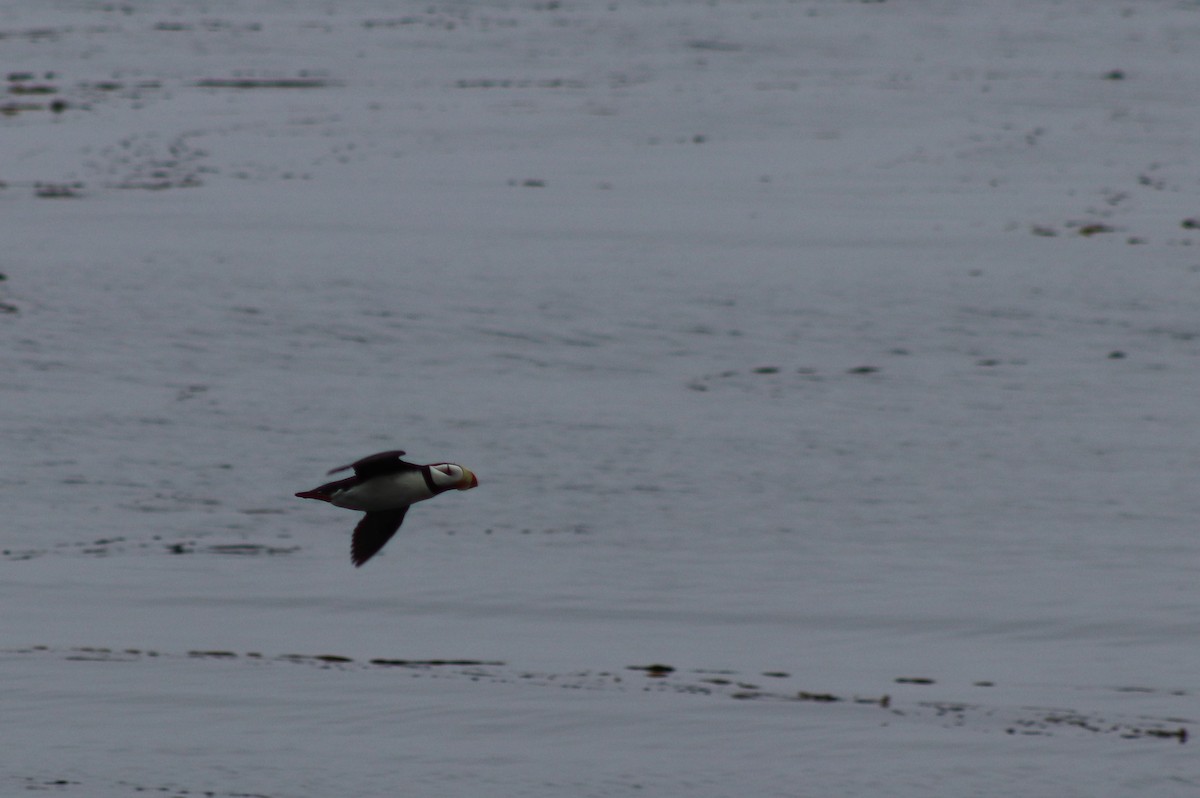 Horned Puffin - ML638846817