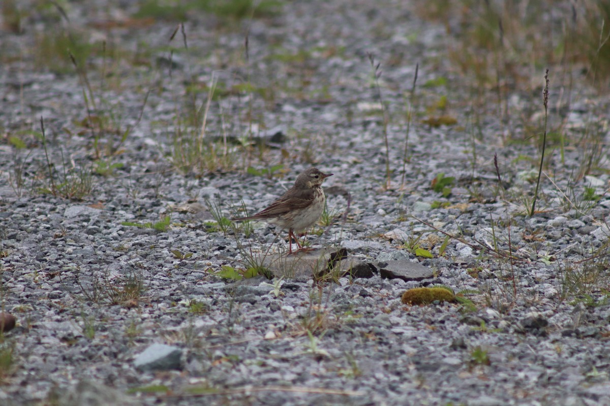 American Pipit - ML638846848