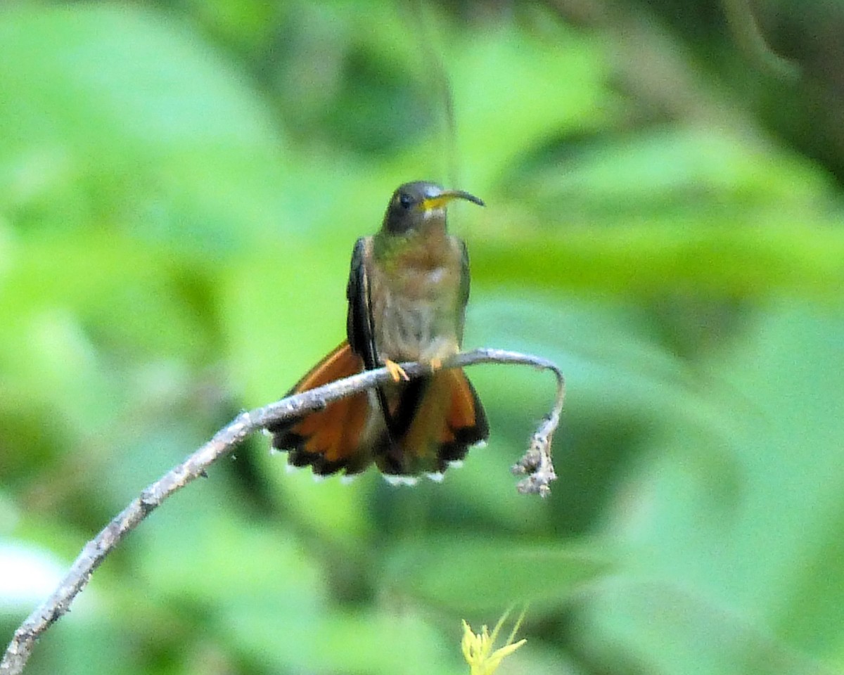 Rufous-breasted Hermit - ML638846852