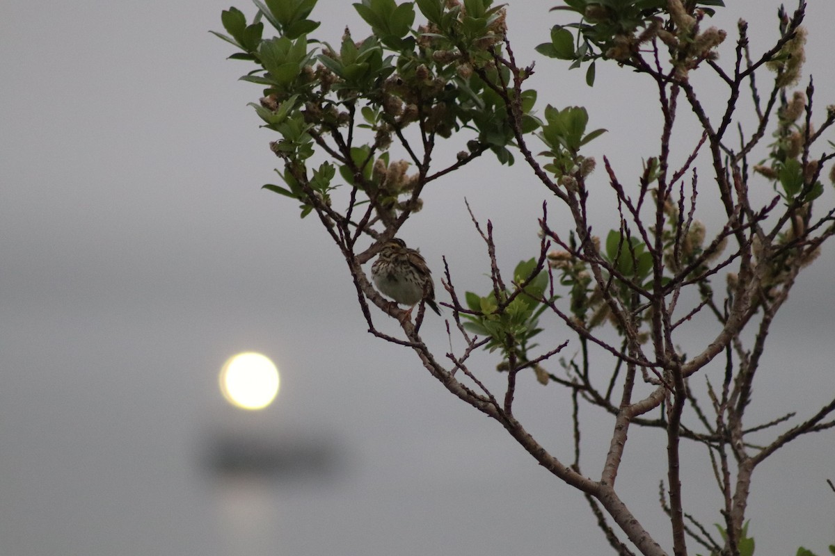Savannah Sparrow - ML638846856
