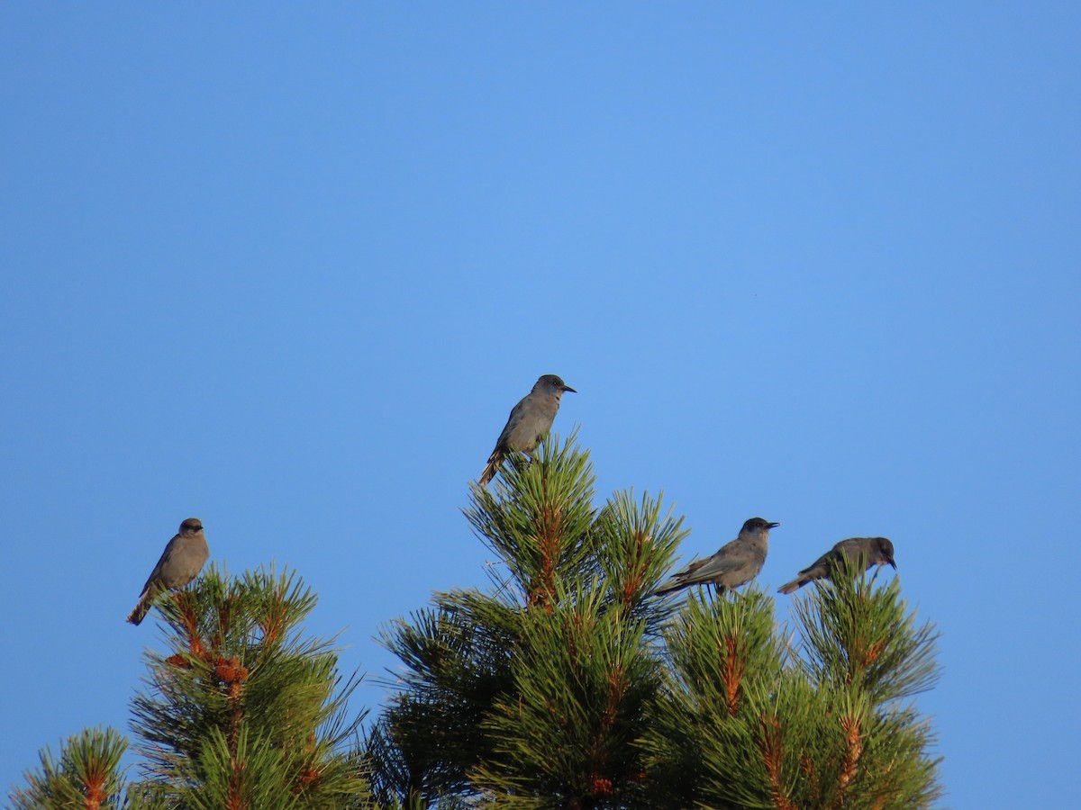 Pinyon Jay - ML638846914
