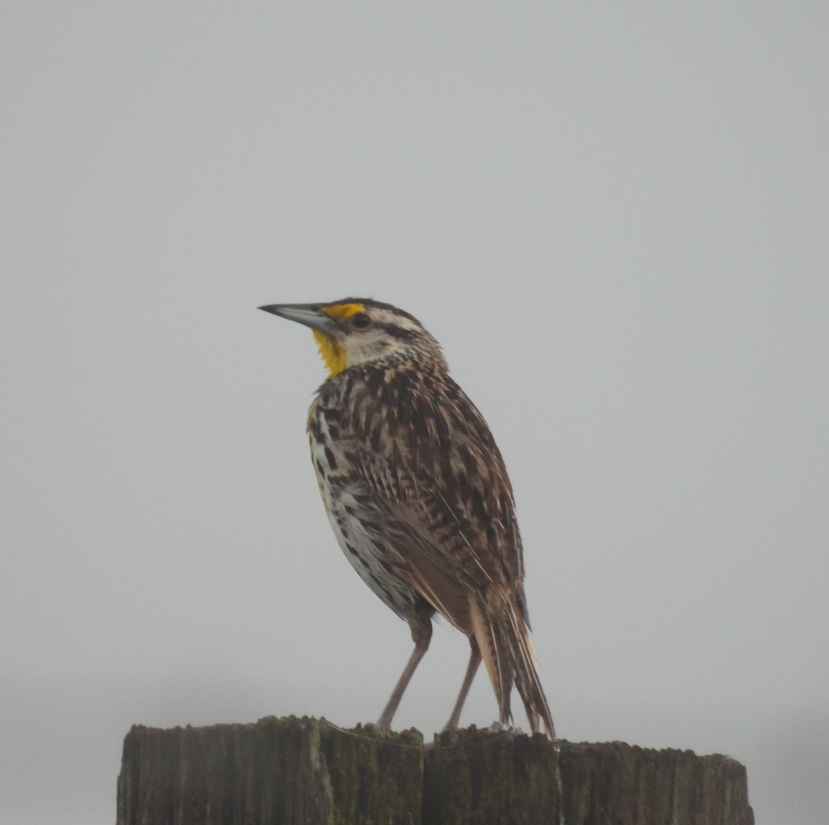 Eastern Meadowlark - ML638846917