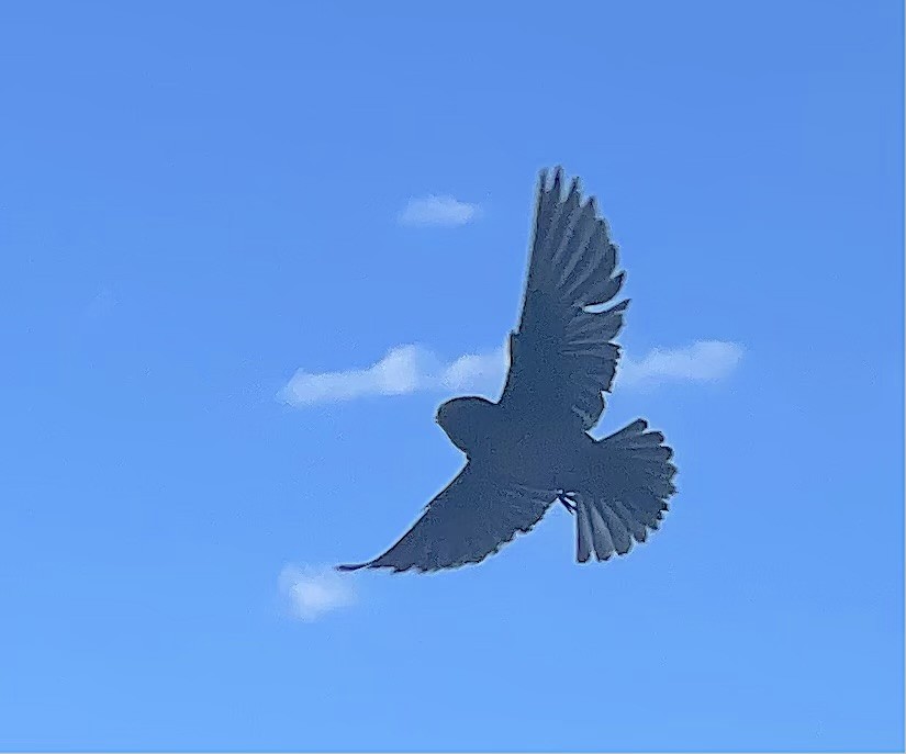 Northern Rough-winged Swallow - ML638846930