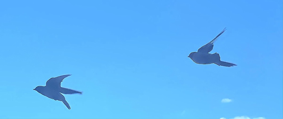 Northern Rough-winged Swallow - ML638846944