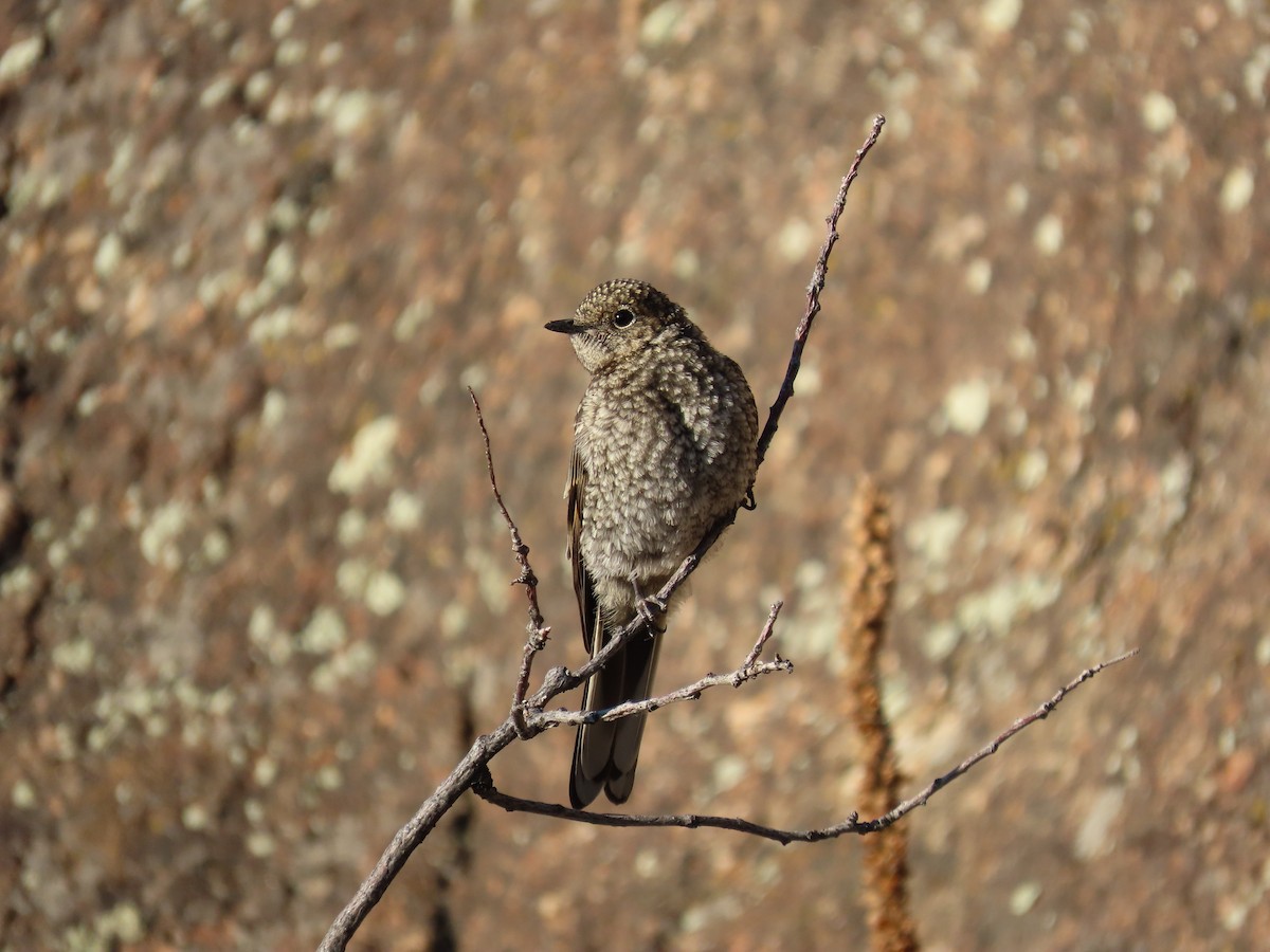 Townsend's Solitaire - ML638846962